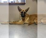 Small German Shepherd Dog Mix