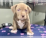 Small #1 American Bully
