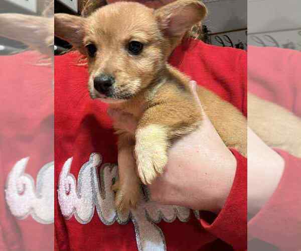 Medium Photo #1 Pembroke Welsh Corgi Puppy For Sale in CUMBERLAND COLLEGE, KY, USA