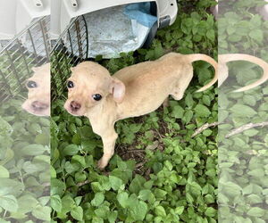 Rat-Cha Dogs for adoption in Princeton, MN, USA