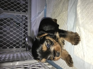 Yorkshire Terrier Puppy for sale in PELAHATCHIE, MS, USA