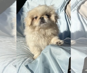 Pekingese Puppy for sale in MESQUITE, TX, USA