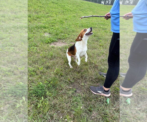 Medium Photo #3 Beagle Puppy For Sale in Pierceton , IN, USA