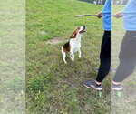 Small #2 Beagle