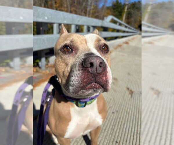 Medium Photo #3 American Pit Bull Terrier-Unknown Mix Puppy For Sale in Brewster, NY, USA