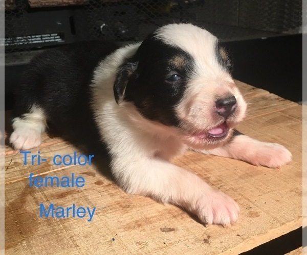 Medium Photo #3 Australian Shepherd Puppy For Sale in ARBA, IN, USA