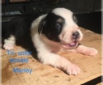 Small Photo #3 Australian Shepherd Puppy For Sale in ARBA, IN, USA