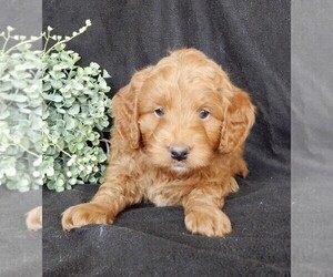 Goldendoodle (Miniature) Puppy for sale in FREDERICKSBURG, OH, USA