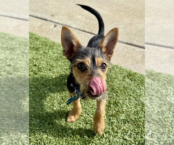 Medium Photo #9 Chihuahua-Unknown Mix Puppy For Sale in Corona, CA, USA