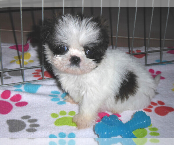 Medium Photo #8 Shih Tzu Puppy For Sale in ORO VALLEY, AZ, USA