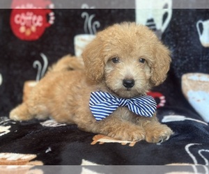 Goldendoodle (Miniature) Puppy for sale in LAKELAND, FL, USA