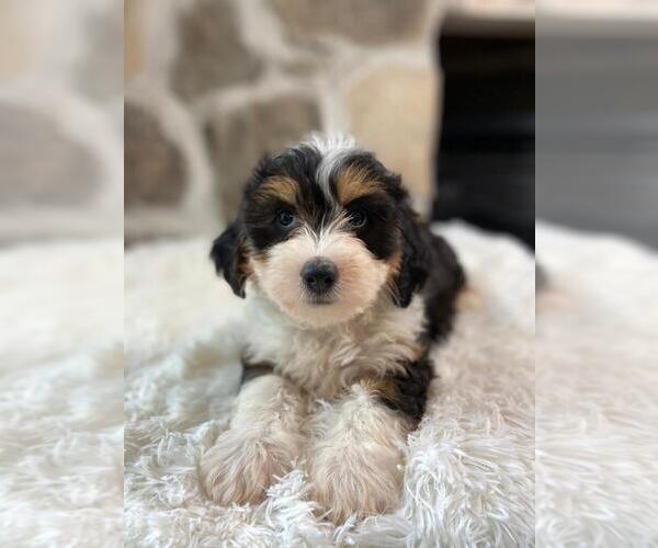 Medium Photo #1 Bernedoodle Puppy For Sale in GLENMOORE, PA, USA