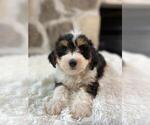 Small Photo #1 Bernedoodle Puppy For Sale in GLENMOORE, PA, USA