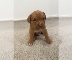 Medium American Bully
