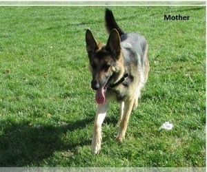 Mother of the German Shepherd Dog puppies born on 10/19/2022