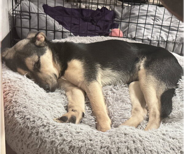 Medium Photo #6 Mutt Puppy For Sale in Brooklyn Center, MN, USA