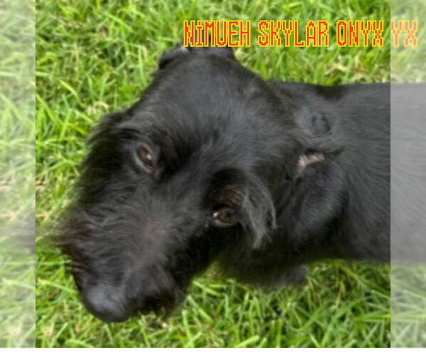 Medium Photo #3 Dachshund-Unknown Mix Puppy For Sale in San Antonio, TX, USA