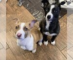 Small Photo #2 Border Collie-Boxer Mix Puppy For Sale in Jackson Township, NJ, USA