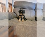 Small Photo #4 Yorkshire Terrier Puppy For Sale in NORTHGLENN, CO, USA