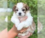 Small #4 Papillon Mix