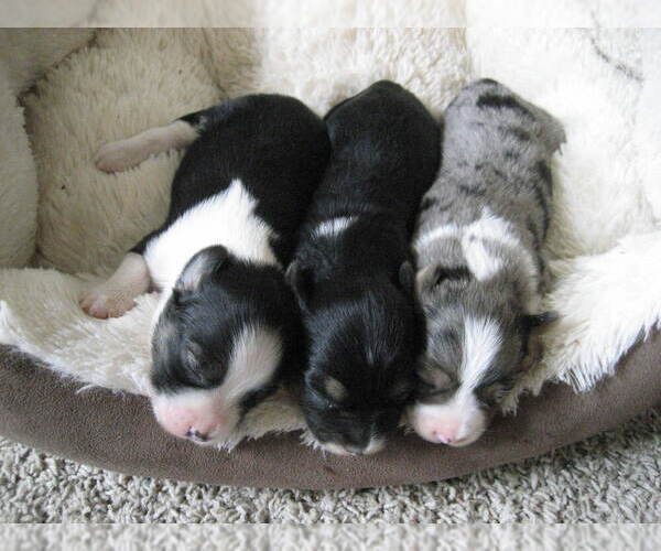 Medium Photo #3 Austi-Pap Puppy For Sale in NEWARK, DE, USA