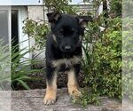 Small #1 German Shepherd Dog