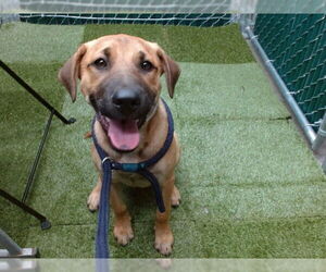 Medium German Shepherd Dog Mix
