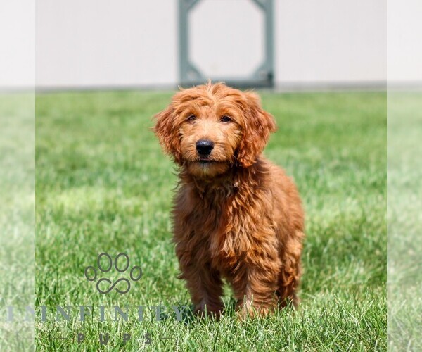 Medium Photo #3 Goldendoodle Puppy For Sale in LITITZ, PA, USA