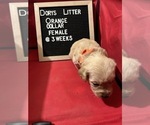 Small Photo #7 Golden Retriever Puppy For Sale in ONTARIO, CA, USA