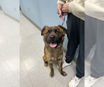 Small #3 Mutt