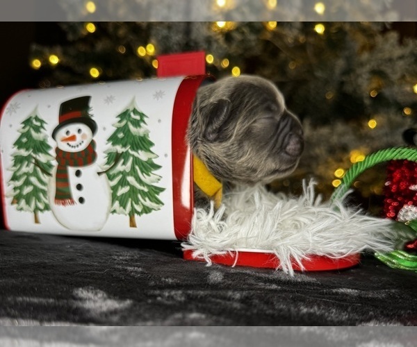 Medium Photo #2 French Bulldog Puppy For Sale in SPRINGFIELD, MO, USA