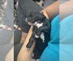 Small Photo #46 Aussiedoodle-Bernedoodle Mix Puppy For Sale in BELTON, SC, USA