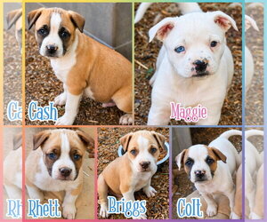 American Staffordshire Terrier-Boxer Mix Dogs for adoption in Blacksburg, SC, USA