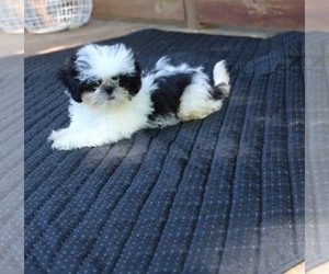 Shih Tzu Puppy for sale in THAYER, KS, USA