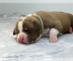 Small Photo #5 American Bully Puppy For Sale in DICKINSON, TX, USA