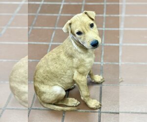 Retriever -Unknown Mix Dogs for adoption in Jefferson, NJ, USA
