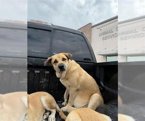 Labrador Retriever Dogs for adoption in San Antonio, TX, USA