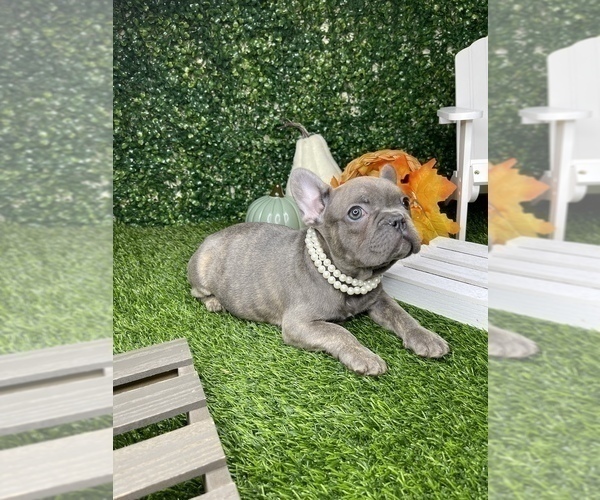 Medium Photo #12 French Bulldog Puppy For Sale in LOS ANGELES, CA, USA