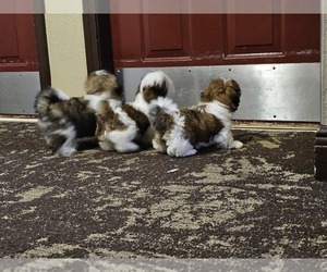 Shih Tzu Puppy for sale in MONROE, GA, USA