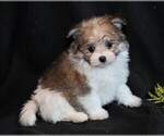 Small Photo #2 Maltipom Puppy For Sale in ROCK VALLEY, IA, USA