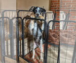 Small Photo #2 Mutt Puppy For Sale in Garden City, NY, USA