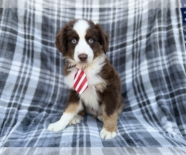 Medium Photo #4 Miniature Australian Shepherd Puppy For Sale in LAKELAND, FL, USA