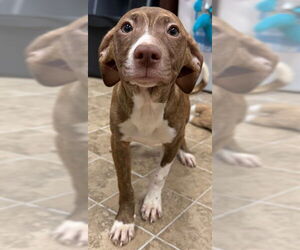 Mutt Dogs for adoption in Augusta, GA, USA