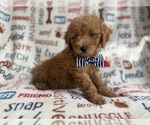Small #2 Goldendoodle (Miniature)