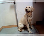 Small Labrador Retriever Mix