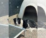 Small Border Collie Mix
