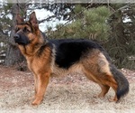 Small Photo #1 German Shepherd Dog Puppy For Sale in DE PERE, WI, USA