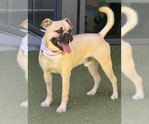 Pug-Unknown Mix Dogs for adoption in San Martin, CA, USA