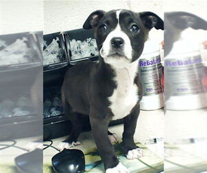 Labrador Retriever-Unknown Mix Dogs for adoption in Fayetteville, NC, USA