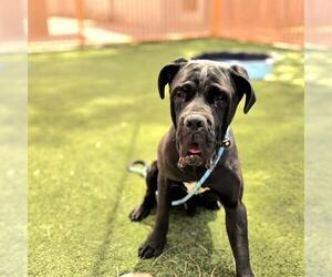 Mutt Dogs for adoption in Las Vegas, NV, USA